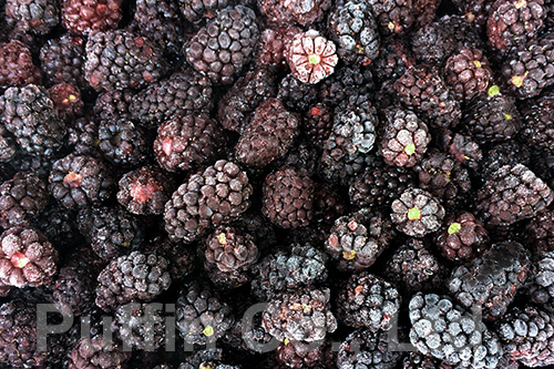 Blackberry